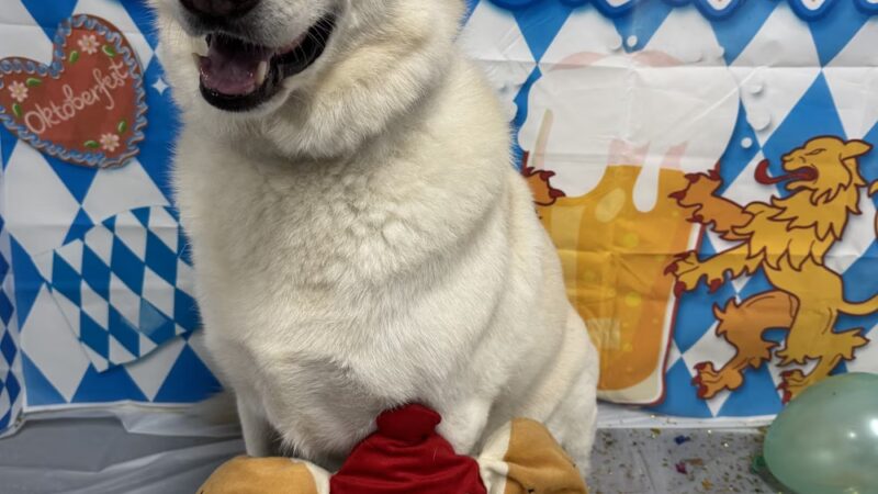 Dogtopia of White Flint - Rockville, MD