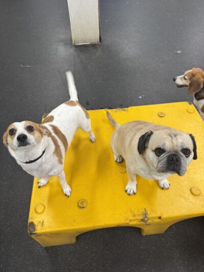 Dogtopia of White Flint - Rockville, MD