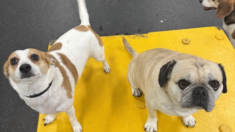 Dogtopia of White Flint - Rockville, MD