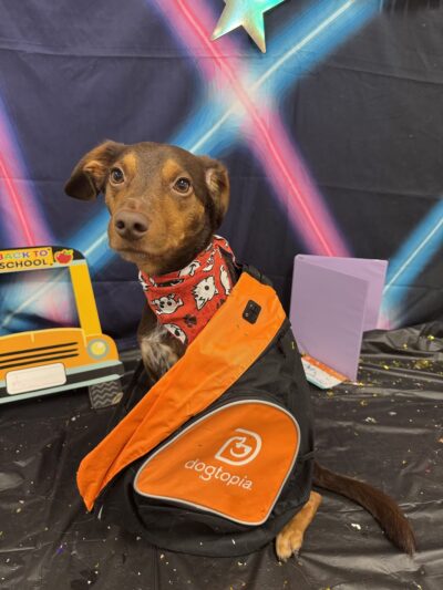 Dogtopia of White Flint - Rockville, MD