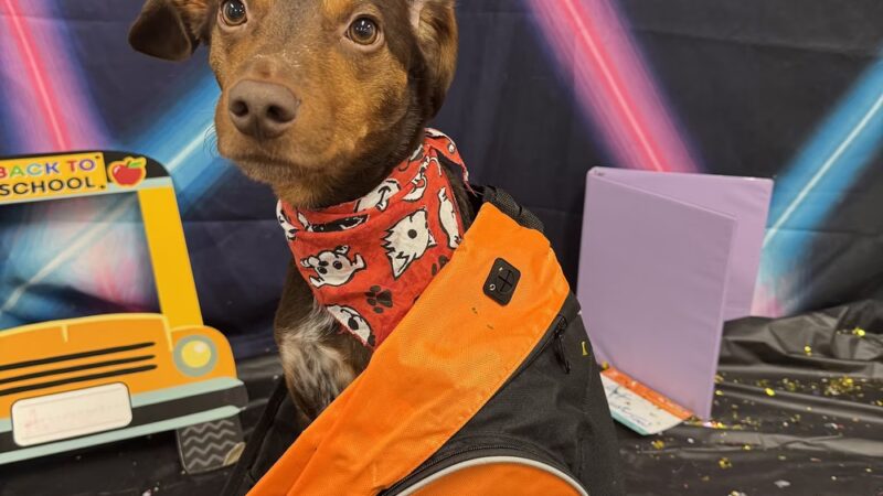 Dogtopia of White Flint - Rockville, MD