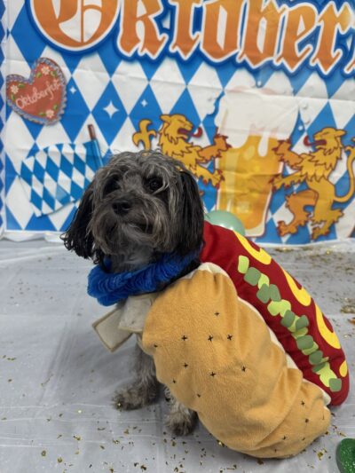 Dogtopia of White Flint - Rockville, MD