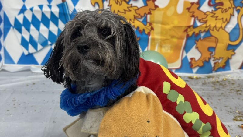 Dogtopia of White Flint - Rockville, MD