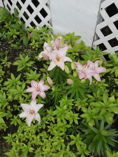 First Street Park - Rockville, MD