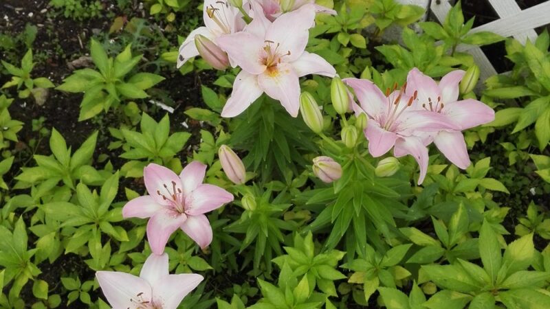 First Street Park - Rockville, MD