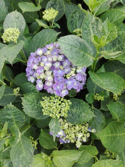 First Street Park - Rockville, MD