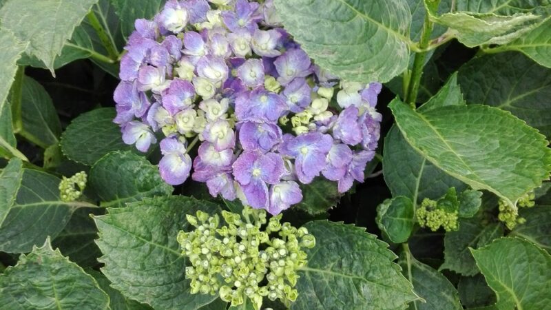 First Street Park - Rockville, MD