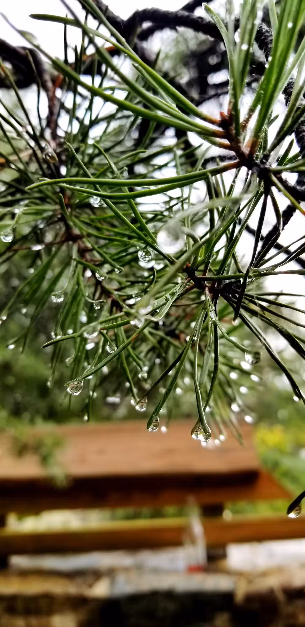 Great Falls Hiking - Rockville, MD