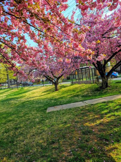 Montrose Park - Rockville, MD