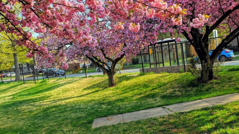 Montrose Park - Rockville, MD