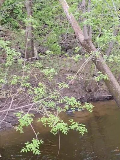 Surwilo Park - Rocky Hill, CT