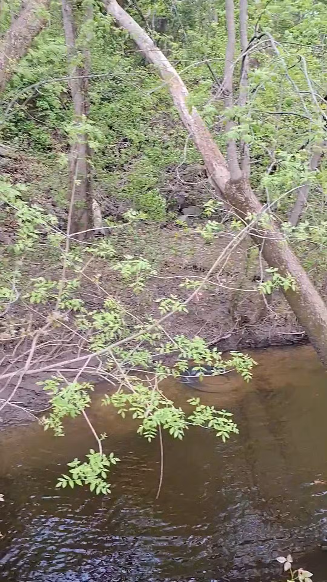 Surwilo Park - Rocky Hill, CT