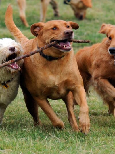 Canine Country Club of Arkansas - Roland, AR