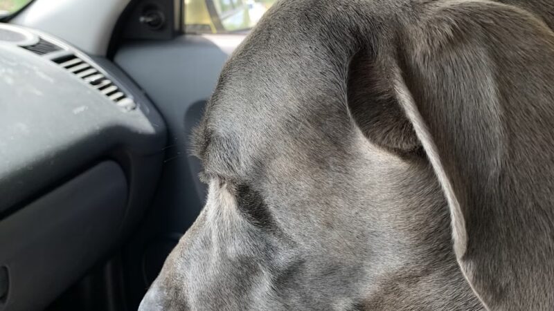 Canine Country Club of Arkansas - Roland, AR