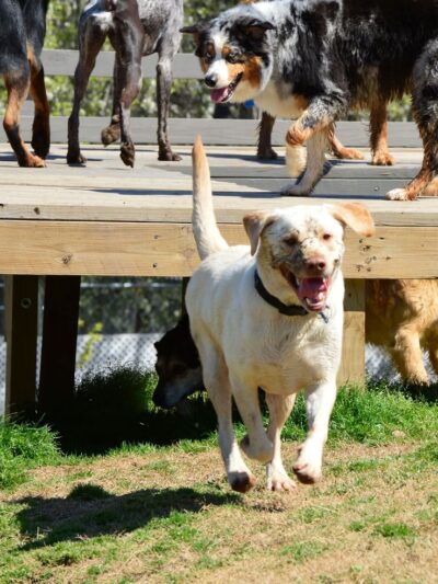 Canine Country Club of Arkansas - Roland, AR