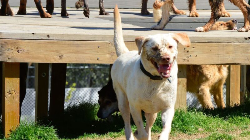 Canine Country Club of Arkansas - Roland, AR