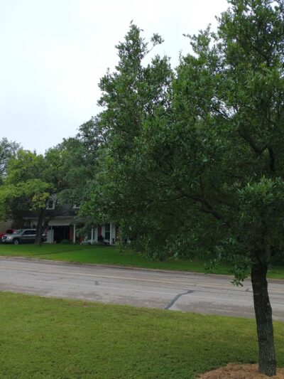 Rollingwood Park - Rollingwood, TX