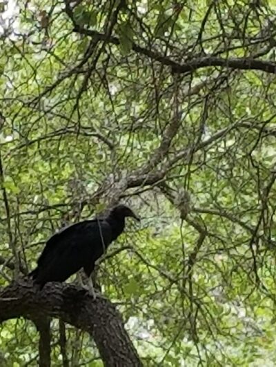 Rollingwood Park - Rollingwood, TX