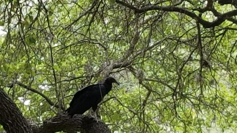 Rollingwood Park - Rollingwood, TX