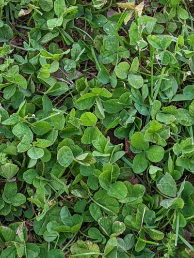 Grant Park - Rome City, IN