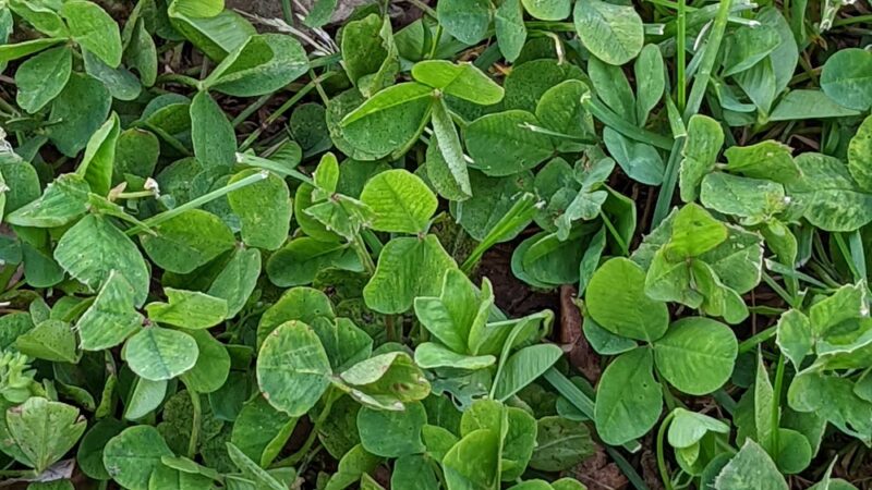 Grant Park - Rome City, IN