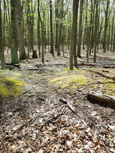 Fort Mill Ridge Wildlife Management Area - Romney, WV