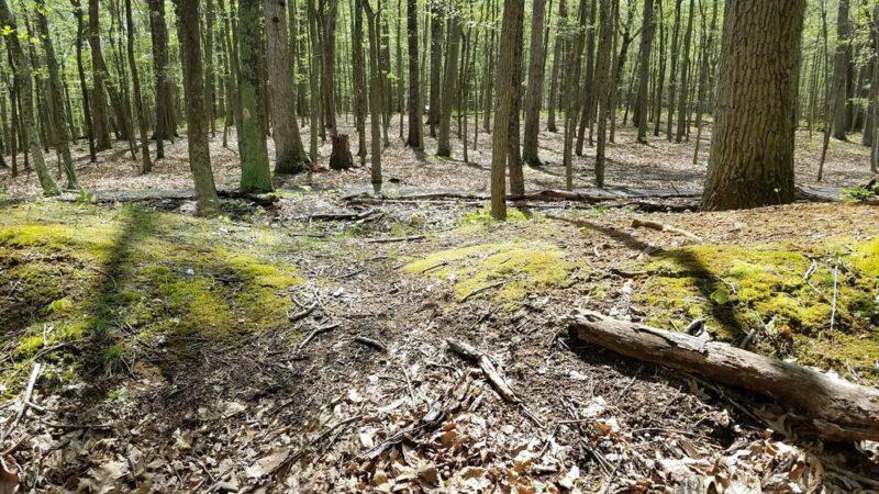 Fort Mill Ridge Wildlife Management Area - Romney, WV