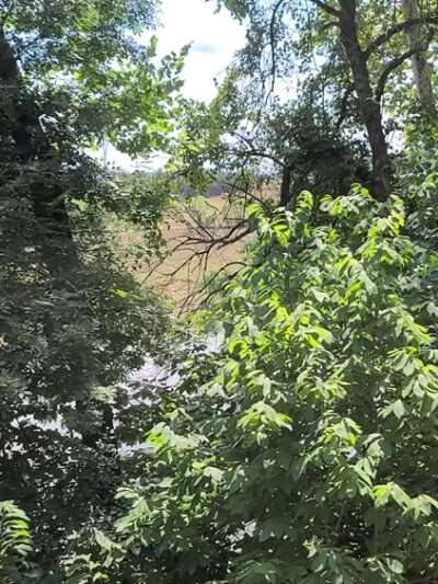 Fort Mill Ridge Wildlife Management Area - Romney, WV