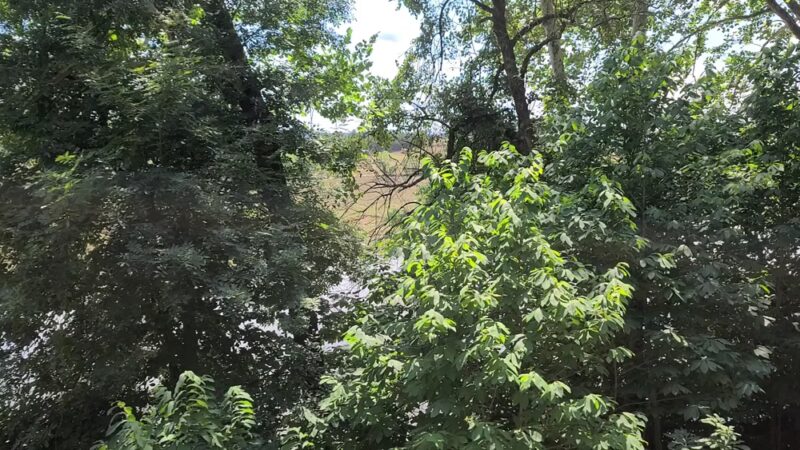 Fort Mill Ridge Wildlife Management Area - Romney, WV