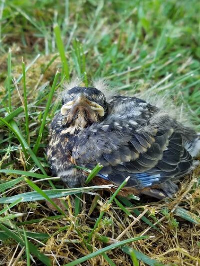 Hampshire Park - Romney, WV