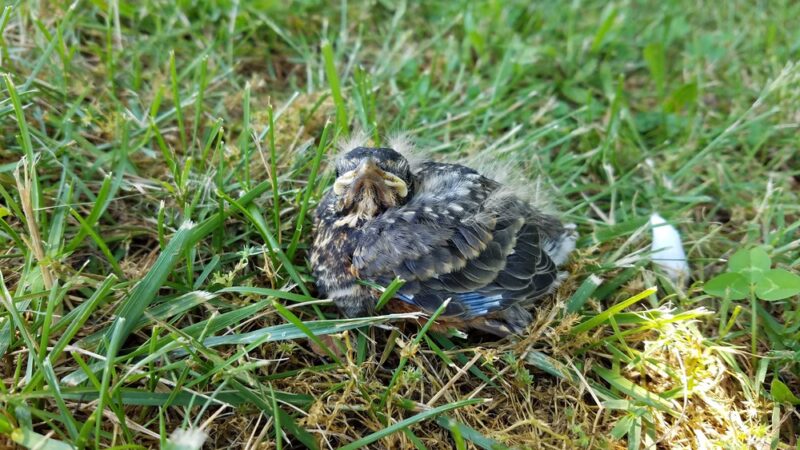 Hampshire Park - Romney, WV