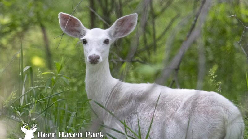 Deer Haven Park, LLC - Romulus, NY