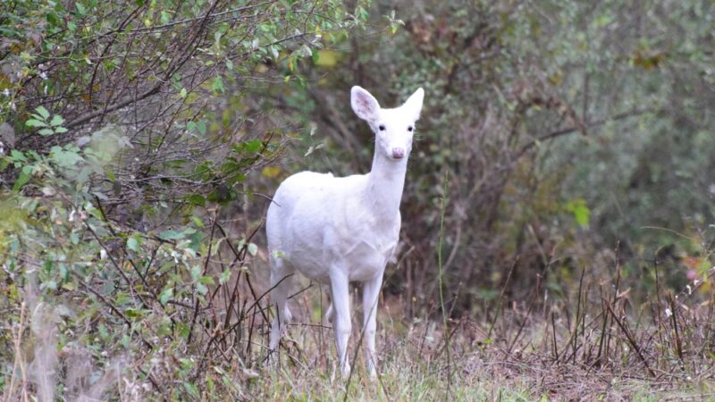 Deer Haven Park, LLC - Romulus, NY