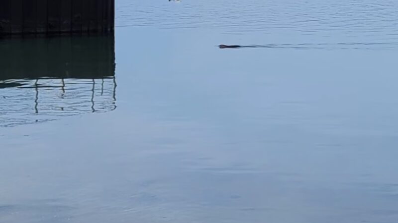 Sampson State Park Beach - Romulus, NY