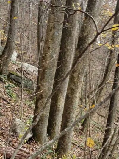 The Channels - Rosedale, VA