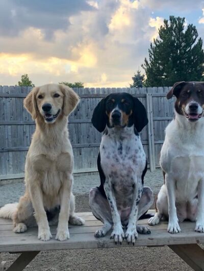 Yuppie Puppie Play Care - Roselle, IL