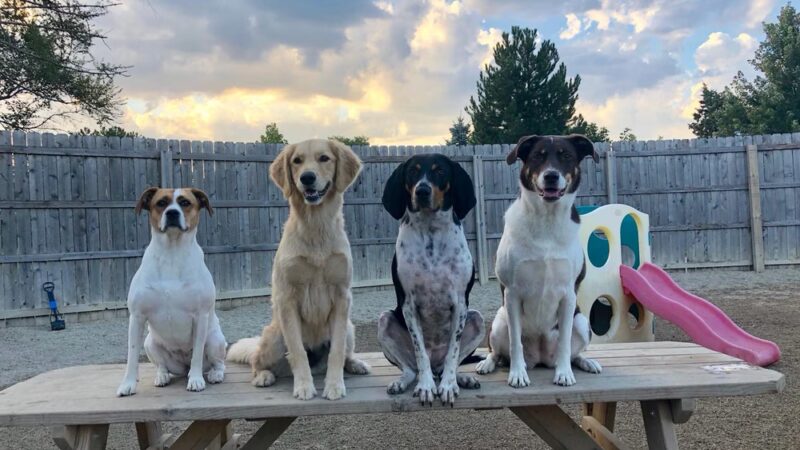 Yuppie Puppie Play Care - Roselle, IL