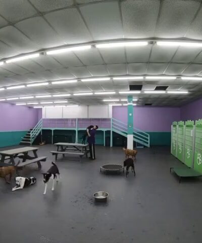 Yuppie Puppie Play Care - Roselle, IL