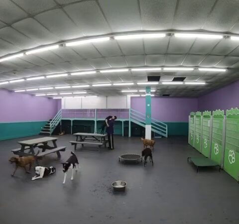 Yuppie Puppie Play Care - Roselle, IL