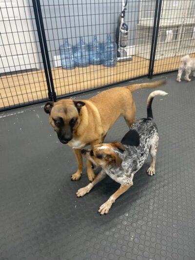 Yuppie Puppie Play Care - Roselle, IL