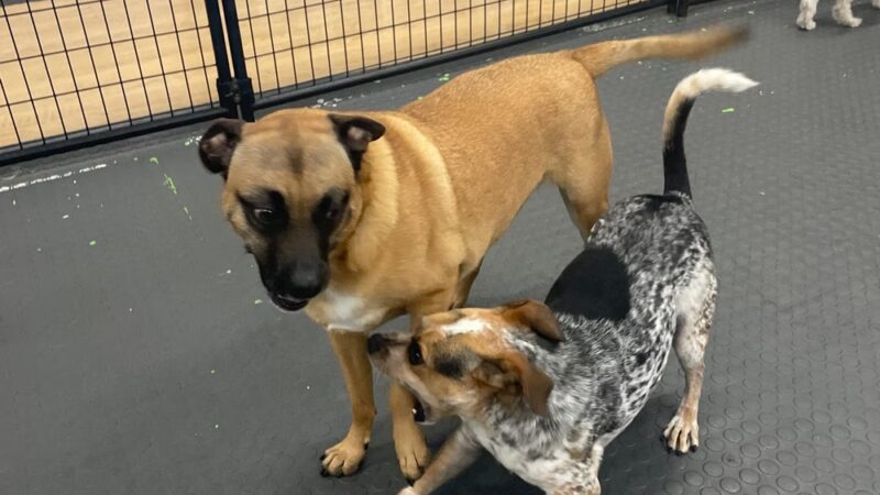 Yuppie Puppie Play Care - Roselle, IL