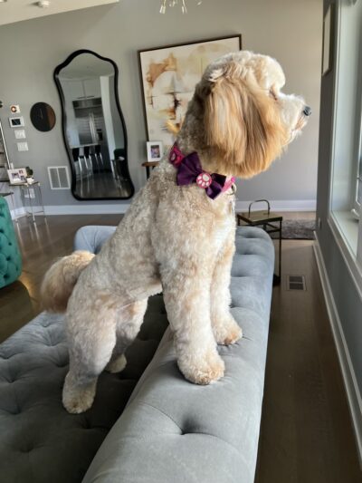 Yuppie Puppie Play Care - Roselle, IL