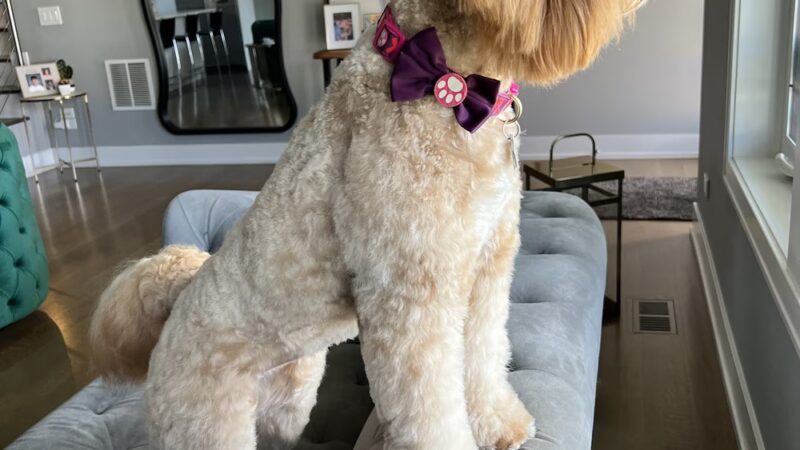 Yuppie Puppie Play Care - Roselle, IL