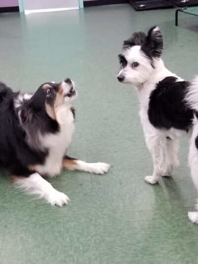 Yuppie Puppie Play Care - Roselle, IL