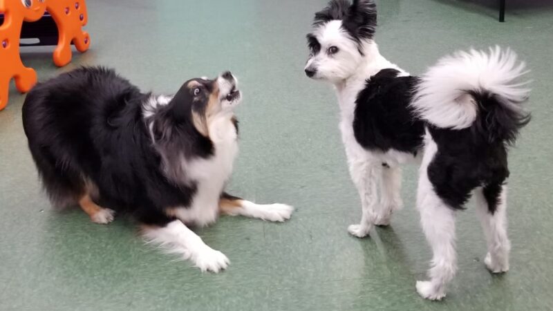 Yuppie Puppie Play Care - Roselle, IL