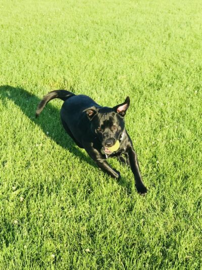 Odlum Park - Roselle, IL