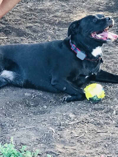 Odlum Park - Roselle, IL