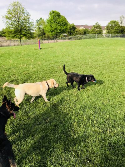 Odlum Park - Roselle, IL