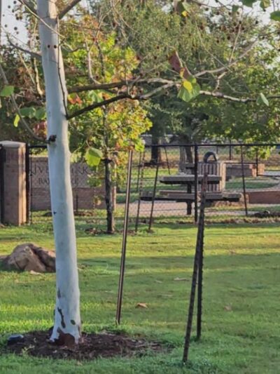 River Park Bark Park - Rosenberg, TX