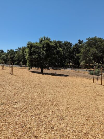 Apollo Dog Park - Roseville, CA